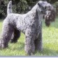 kerry-blue-terrier